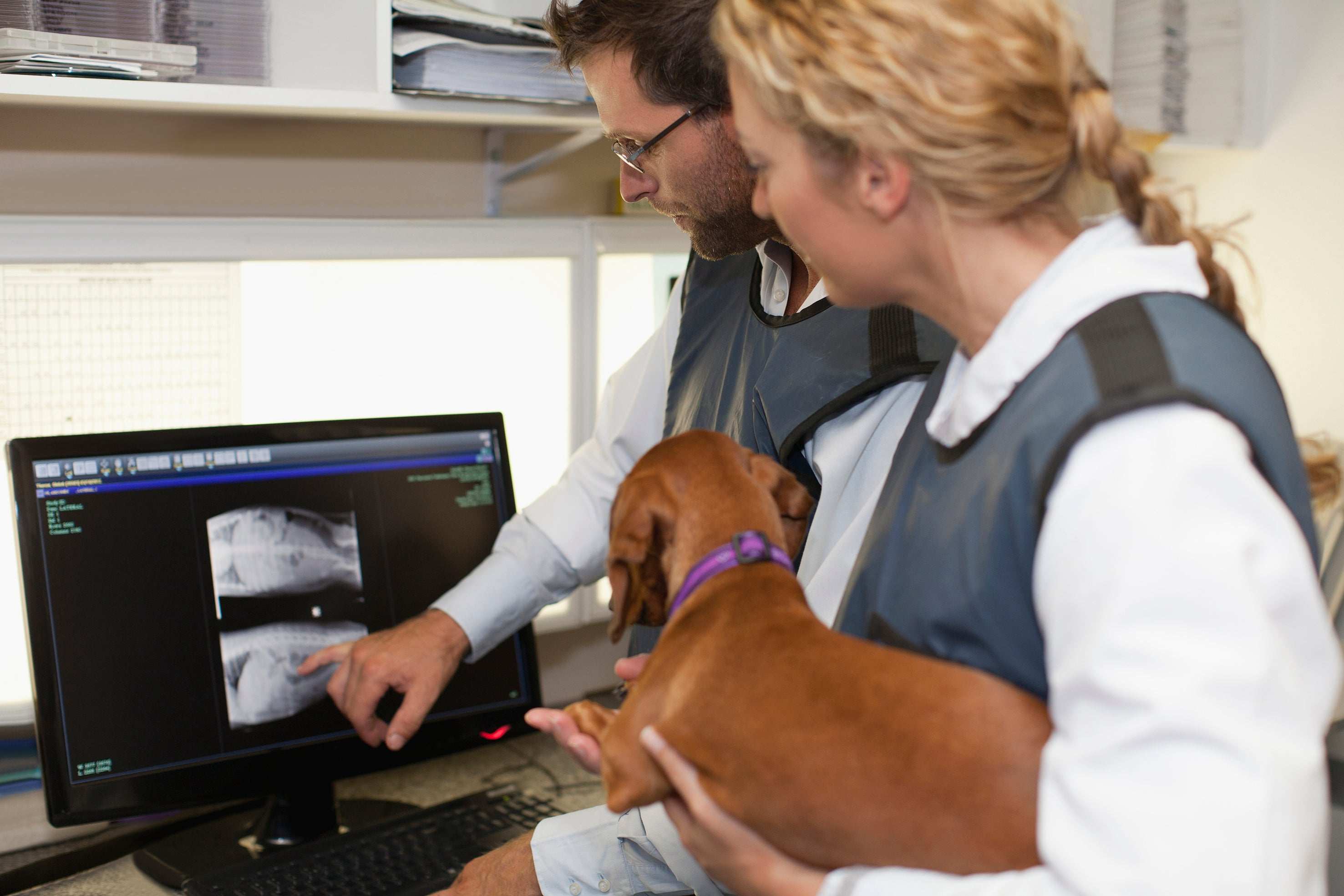 Abc s of canine anatomy course for judges