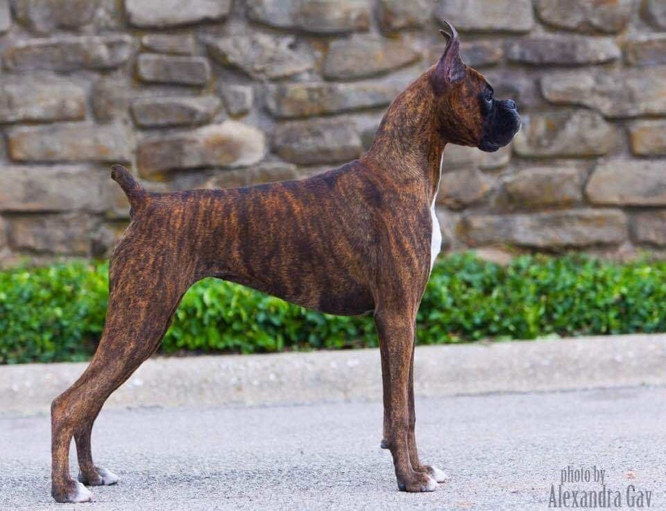 AKC Canine College - Boxer Breed Course