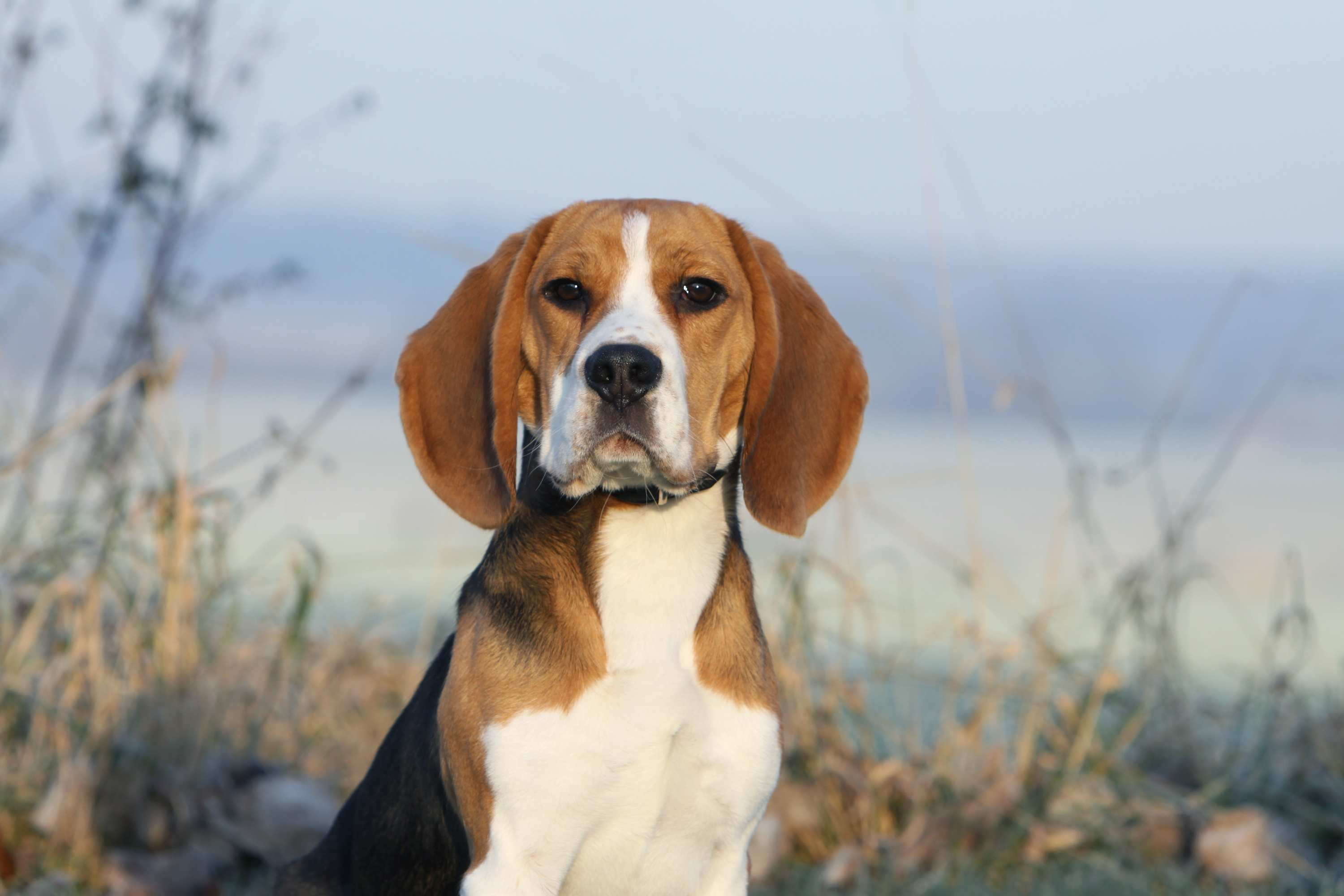 AKC Canine College - Beagle Breed Course