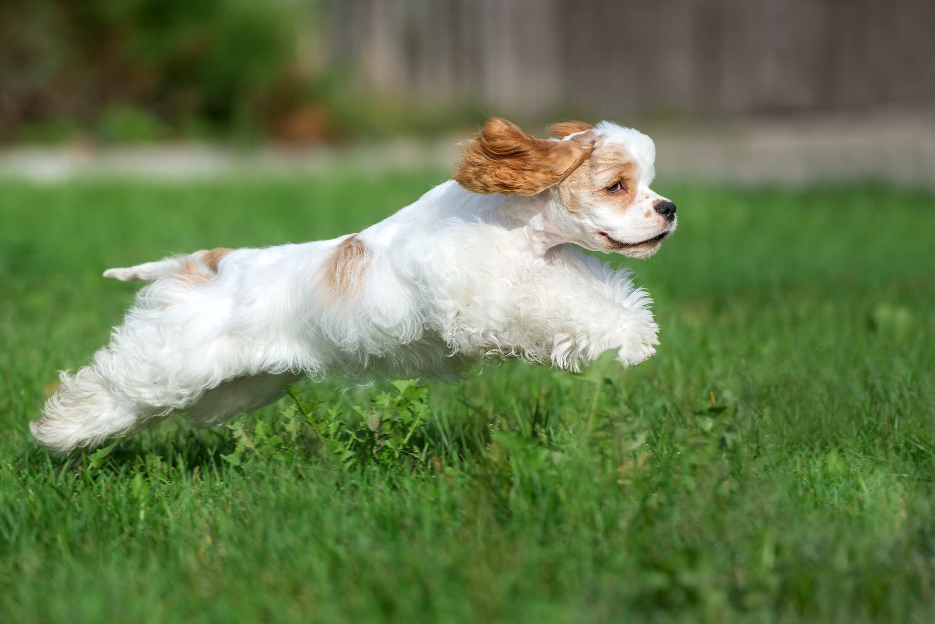 AKC Canine College - Cocker Spaniel Breed Course